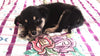 Collars for a Cause: Meet MERRY!